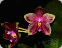 P. Susanne Stoschek x Lds. Bear King